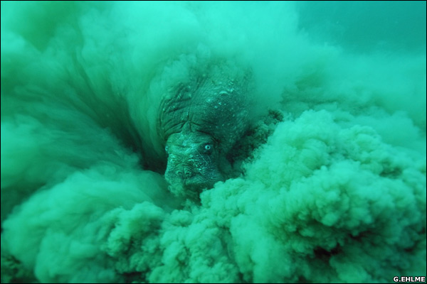 野生动物摄影大赛