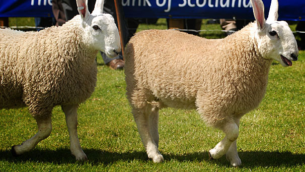 Most enjoyed the day out, especially these two Border Leicester sheep.