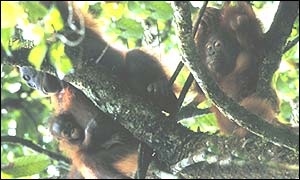 Orangutani v Indonésii se podle vědců chovají kulturně