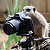 Camera Meerkat