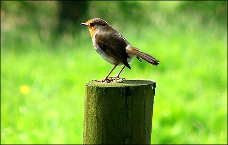 Robin near Dinckley by Susan Pickup