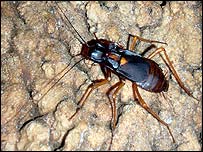 तिलचट्टा