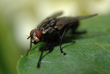 A fly
