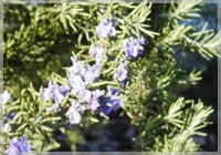 Rosemary