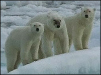 Three polar bears