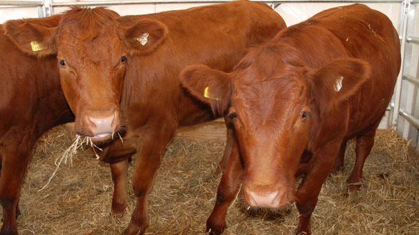 Pedigree Luing Heifers from the Attonburn Farm near Kelso.