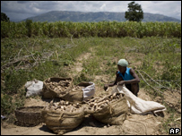 Haitiana colhe mandioca para vender em Grantier, pequena cidade próxima a Porto Príncipe; alta nos alimentos provocou instabilidade no país