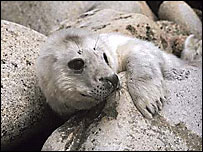 A seal pup