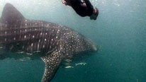 Philippe Cousteau free-diving with whaleshark