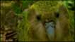 Kakapo