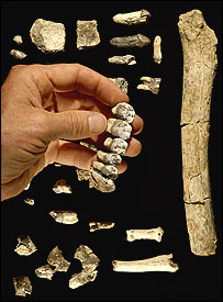 بقايای فسيلی آسترالوپيتکوس آنامنسيس در اتيوپی عکس از: تيم وايت/بريل آتلانتا