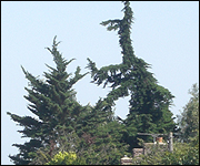 A tree or a dinosaur?