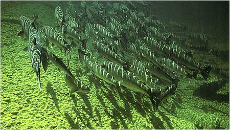 Atlantic Salmon c/o Gilbert van Ryckevorsel