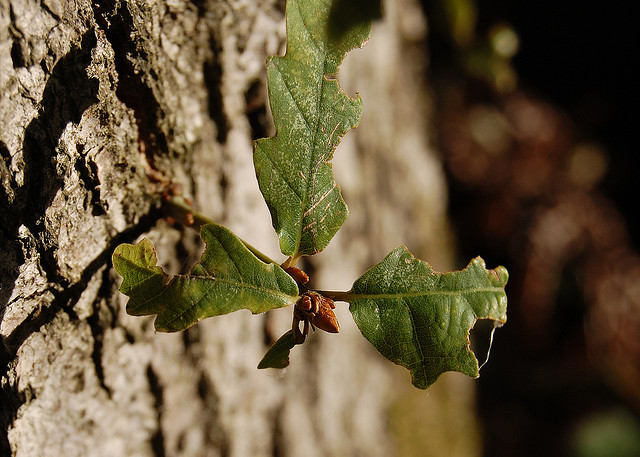 Oak shoot (Image: BBC)
