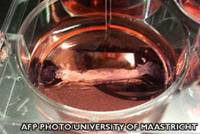 A sample of lab-grown meat in a petri dish at Maastricht University in the Netherlands