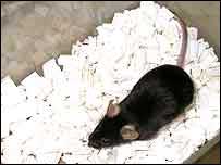 Rato submetido a experimento.