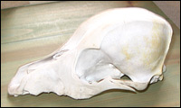 the scull of a fox