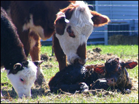 مواظبت از گوساله نوزاد