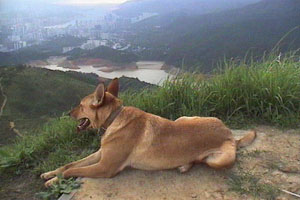 Alan learns a difficult language