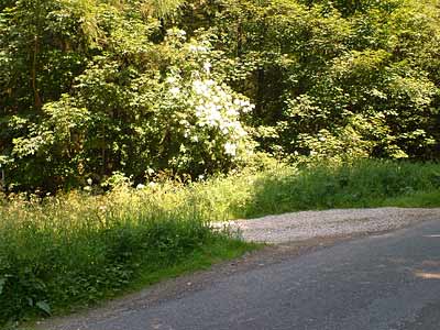 Roadside at Sutton Bank