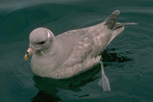 Fulmar