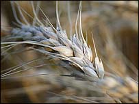 Wheat