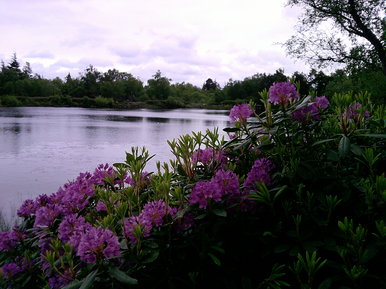 Cragside country park