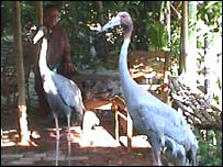 Hòa thượng Huyền Diệu cùng đôi hạc