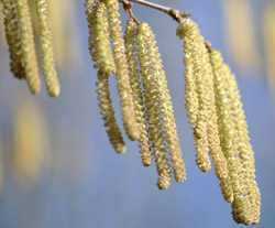 hazel catkins