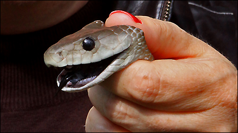 Balck mamba snake in the clutches of Swaziland's 'White Witch' snakecatcher