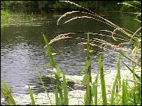 The River Stour