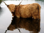 Highland cow