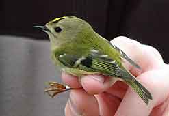 Goldcrest