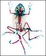 A frog cleared and stained (C) Jonty Wilde / Yorkshire Sculpture Park 