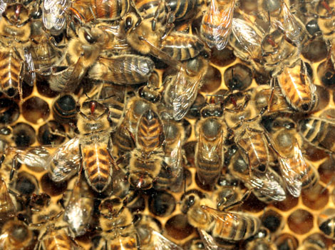 Honey bees in a hive