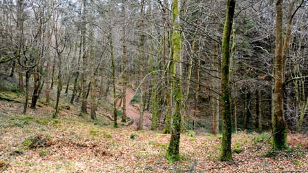 yng nghoedwig Cae Fali