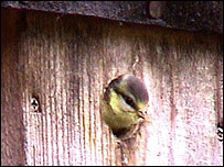 Blue Tit emerging from nest box