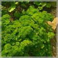 Parsley