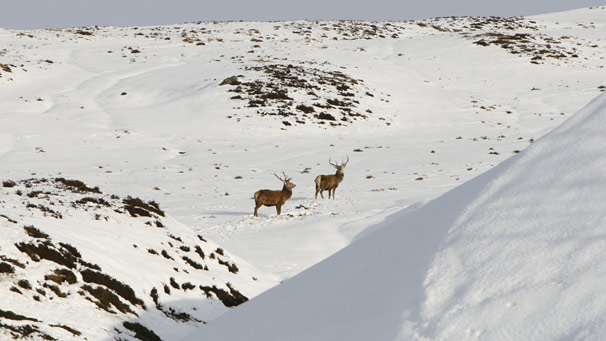 Two stags in snowfield