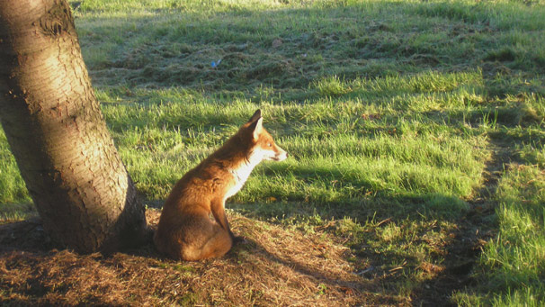 Fox sits beneath roadside tree