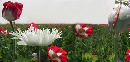 کشت کو کنار 