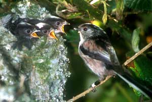 Long-tailed Tits, copyright Andrew MacColl