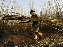 Corte de cana em Batatais, SP (arquivo)