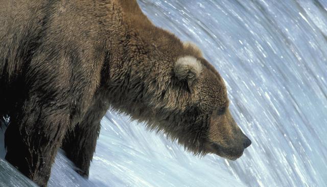 Brown bear (image: Eric Baccega / NPL)