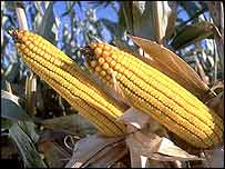 امریکہ میں جی ایم خوراک کی کاشت