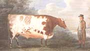 painting of bull and keeper