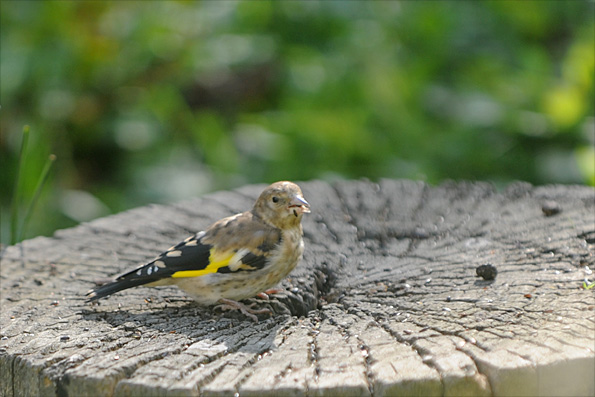 RSPB reserve, Fairburn Ings