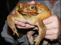 Cóc khổng lồ 