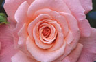 Latest news (image: Rosa 'Tickled Pink') 