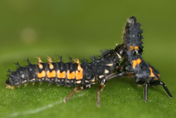 A harlequin ladybird larva attacks a 7-spot larva.